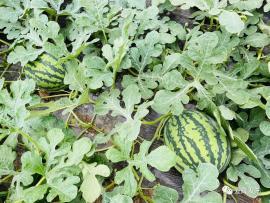 吃网红瓜的平台叫啥来着,揭秘那些热门话题背后的秘密 第1张 吃网红瓜的平台叫啥来着,揭秘那些热门话题背后的秘密 第1张